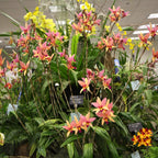 Lc. Santa Barbara Sunset 'ShowTime' HCC/AOS