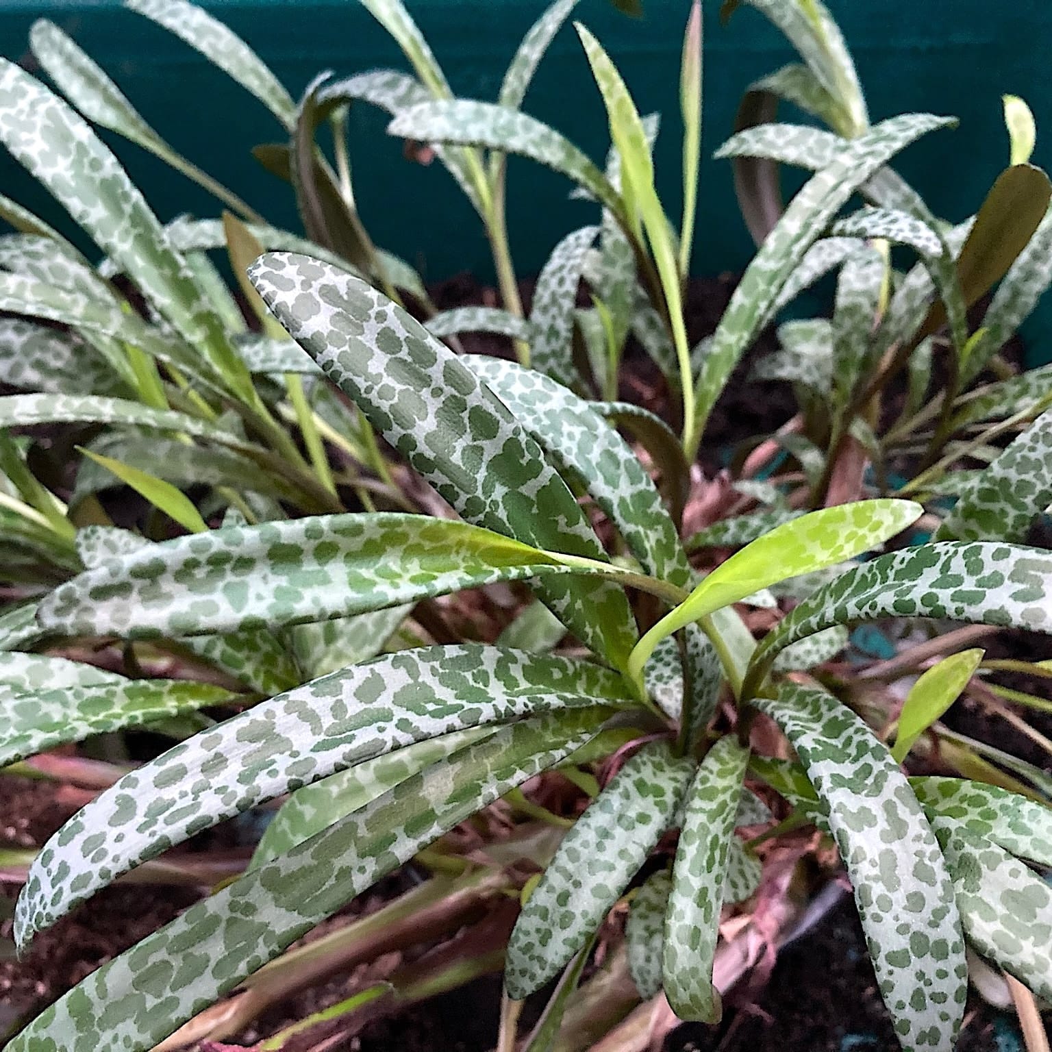 Ledebouria socialis (Silver Squill, Leopard Lily)