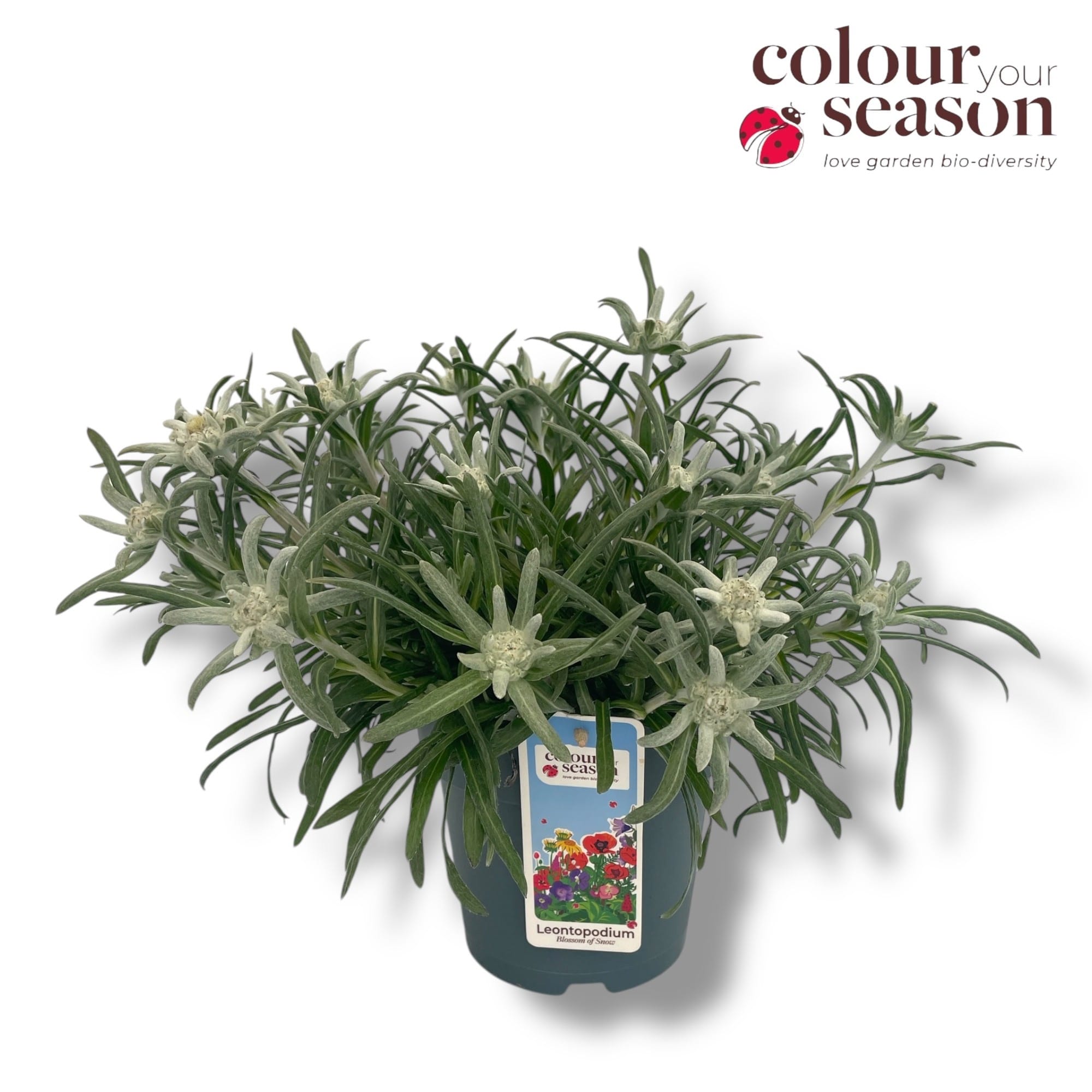 Leontopodium alpinum - Floare de colt in ghiveci