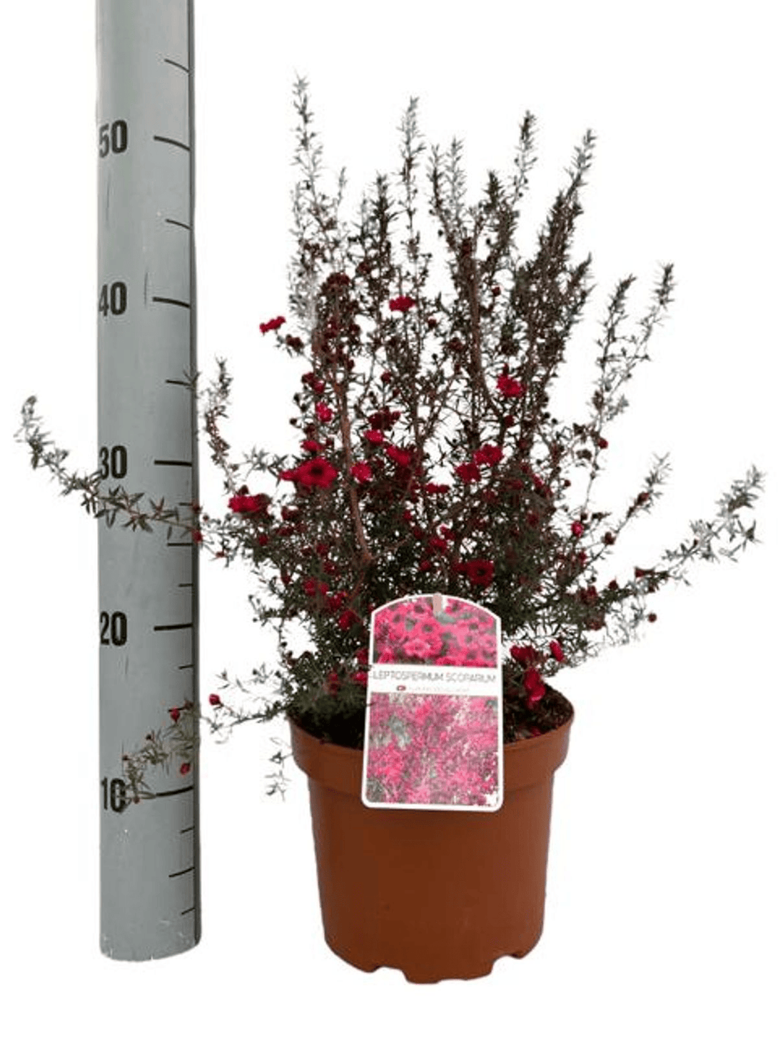 Leptospermum scoparium 'Red Damask' (Tea Tree, Manuka)