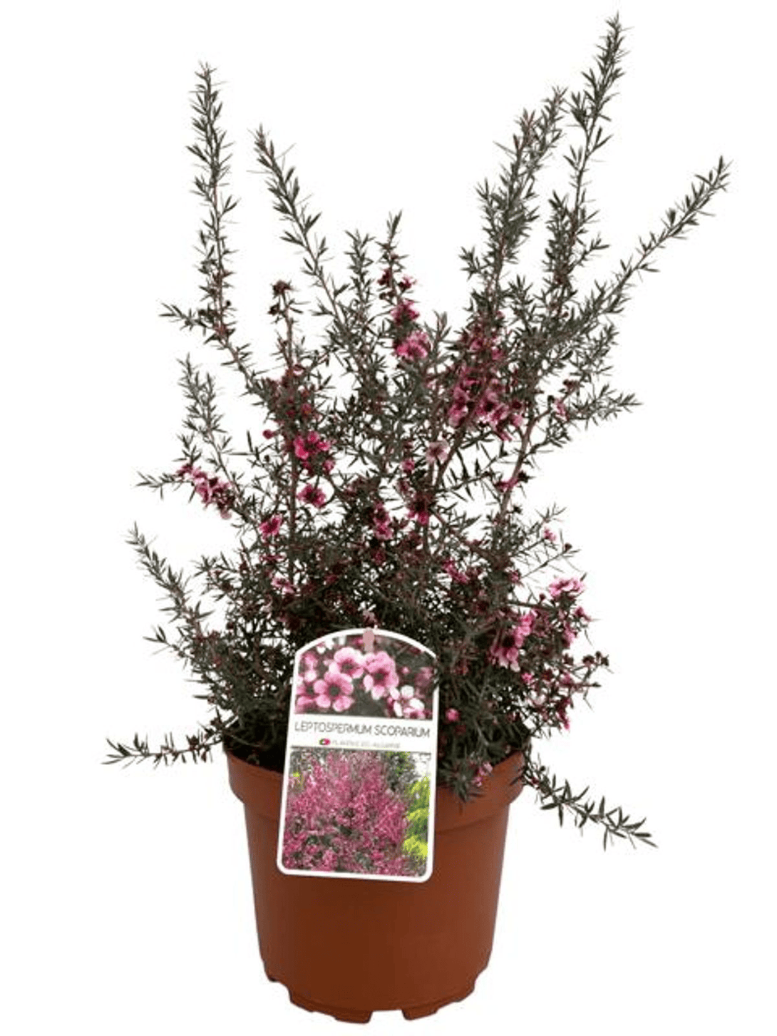 Leptospermum scoparium 'Roze' (Tea Tree, Manuka)