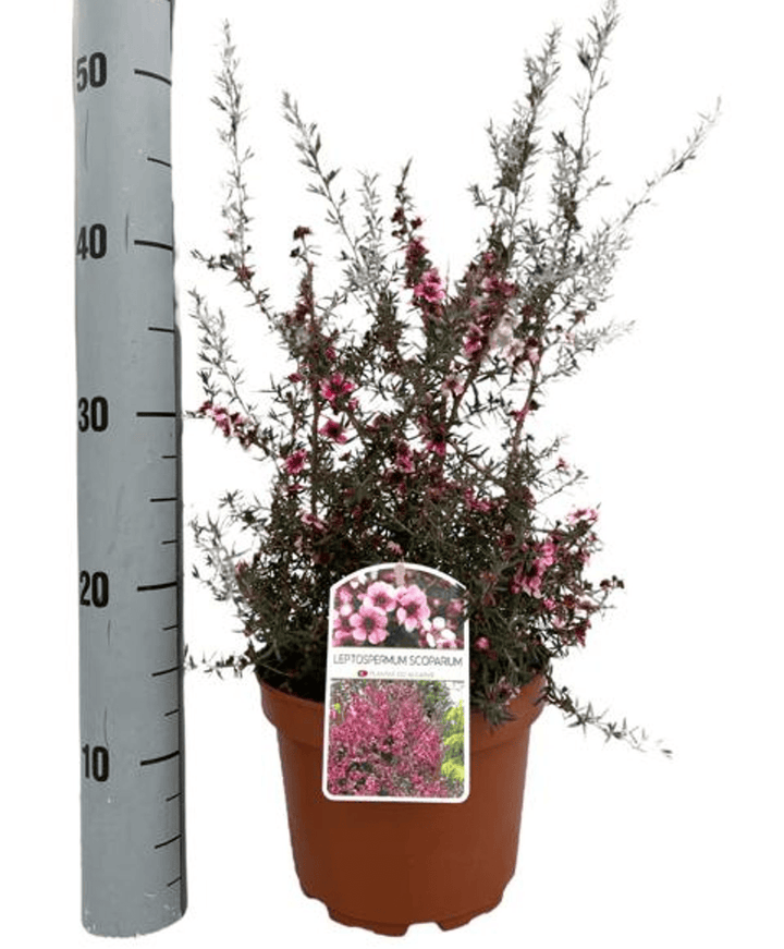 Leptospermum scoparium 'Coral Candy' (Tea Tree, Manuka)