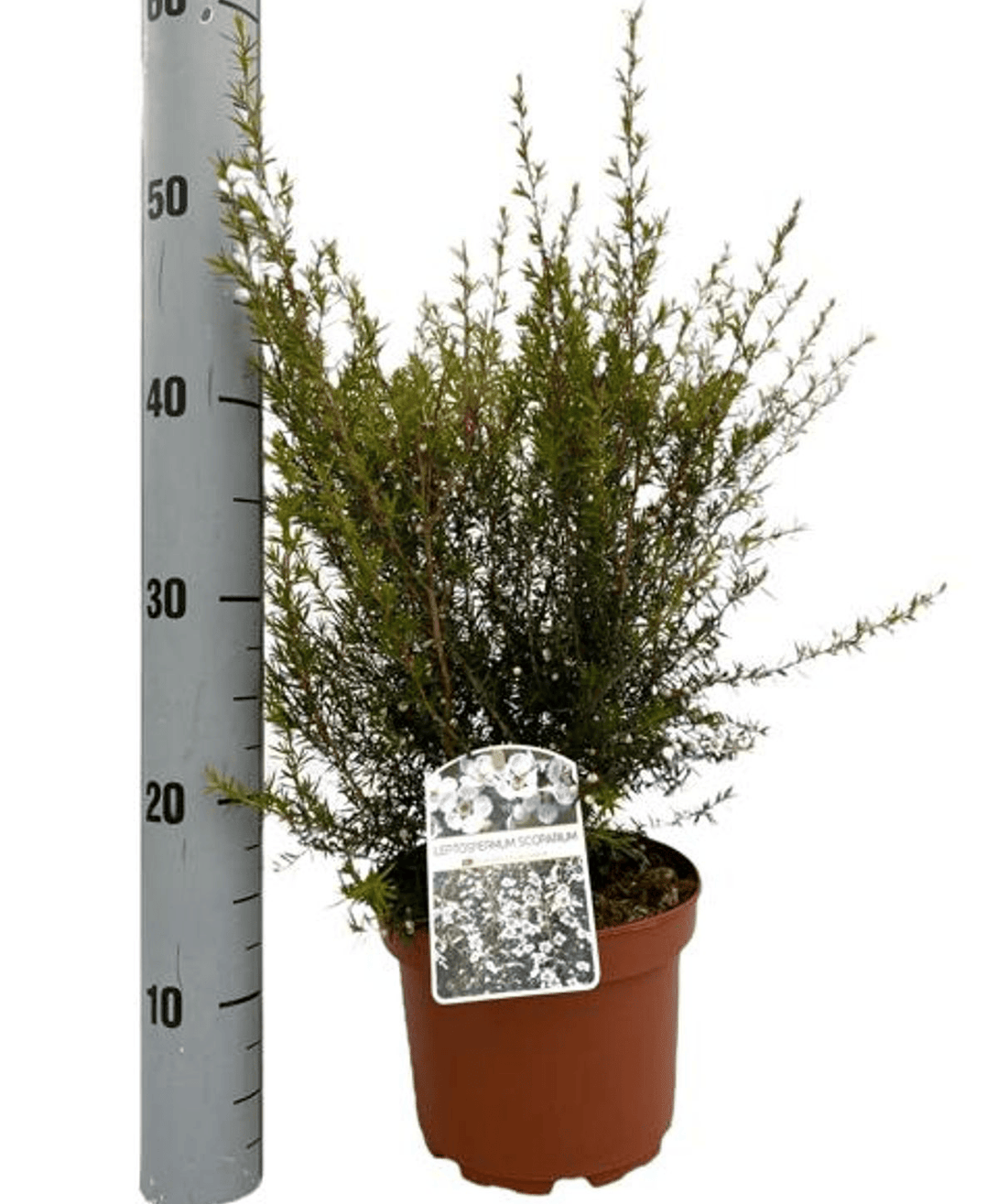 Leptospermum scoparium 'Snow Flurry'