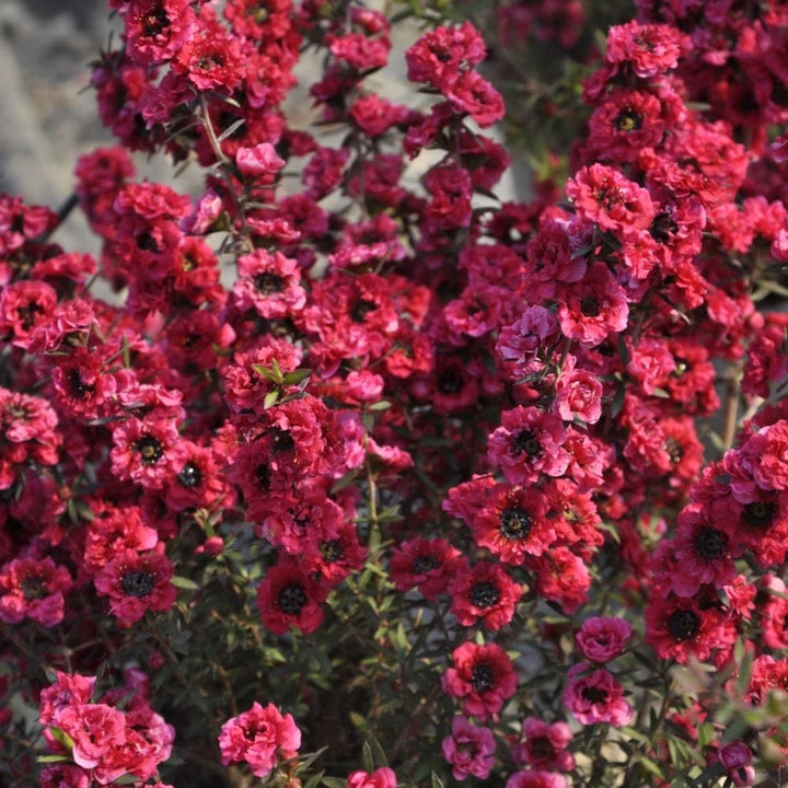 Leptospermum scoparium 'Red Damask' (Tea Tree, Manuka)