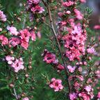 Leptospermum scoparium 'Coral Candy' (Tea Tree, Manuka)