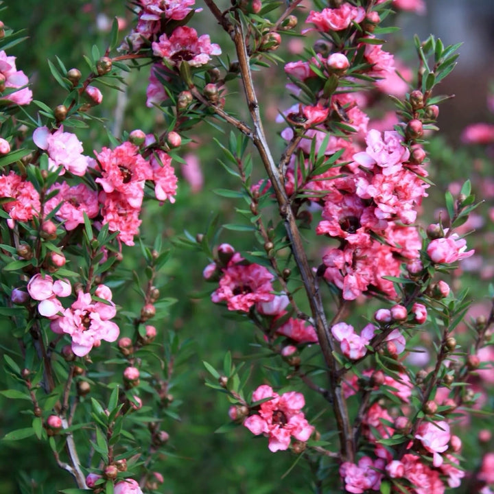 Leptospermum scoparium 'Coral Candy' (Tea Tree, Manuka)