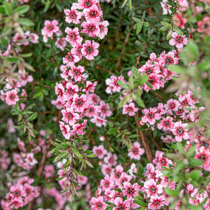 Leptospermum scoparium 'Roze' (Tea Tree, Manuka)