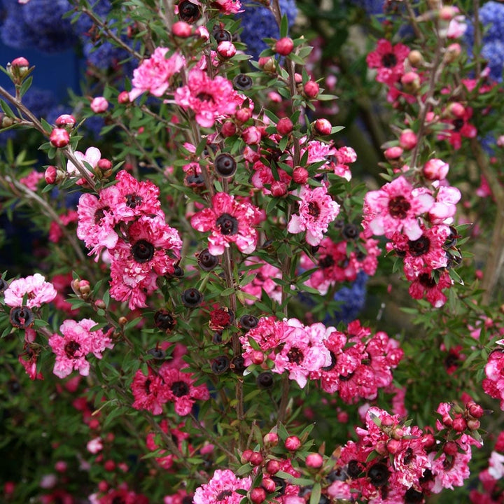 Leptospermum scoparium 'Coral Candy' (Tea Tree, Manuka)