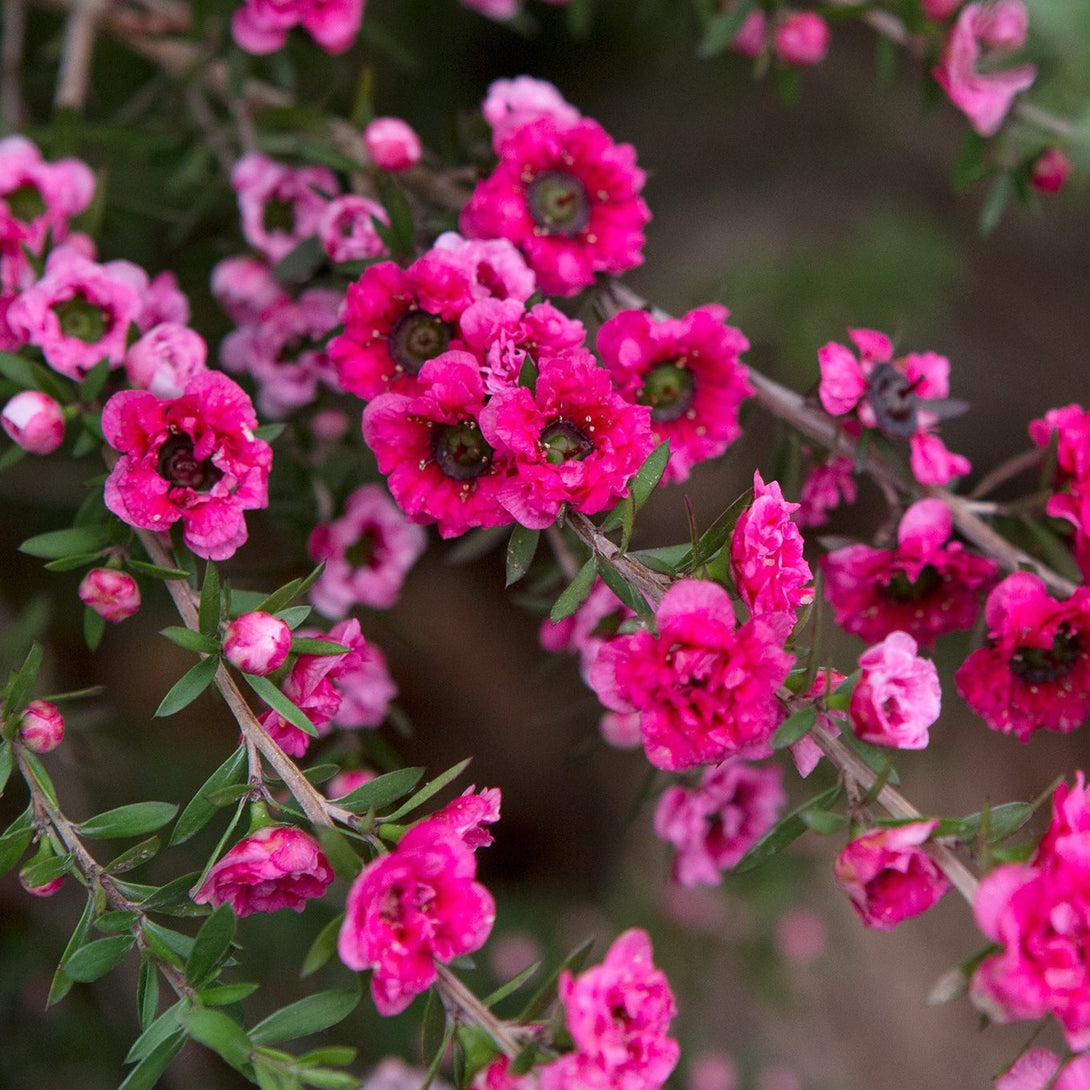 Leptospermum scoparium 'Red Damask' (Tea Tree, Manuka) - flori duble r ...