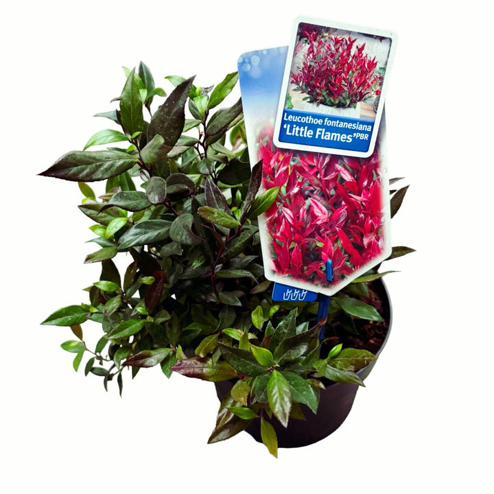 Leucothoe fontanesiana 'Little Flames'