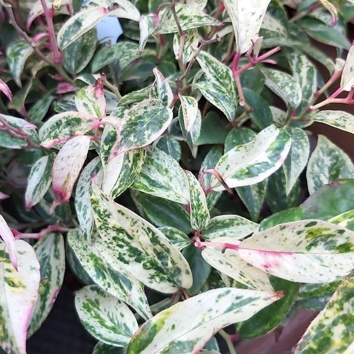 Leucothoe fontanesiana 'Rainbow'