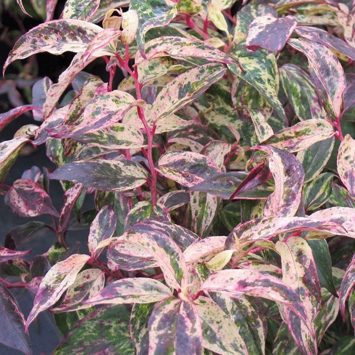 Leucothoe fontanesiana 'Rainbow'