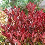 Leucothoe fontanesiana 'Little Flames'