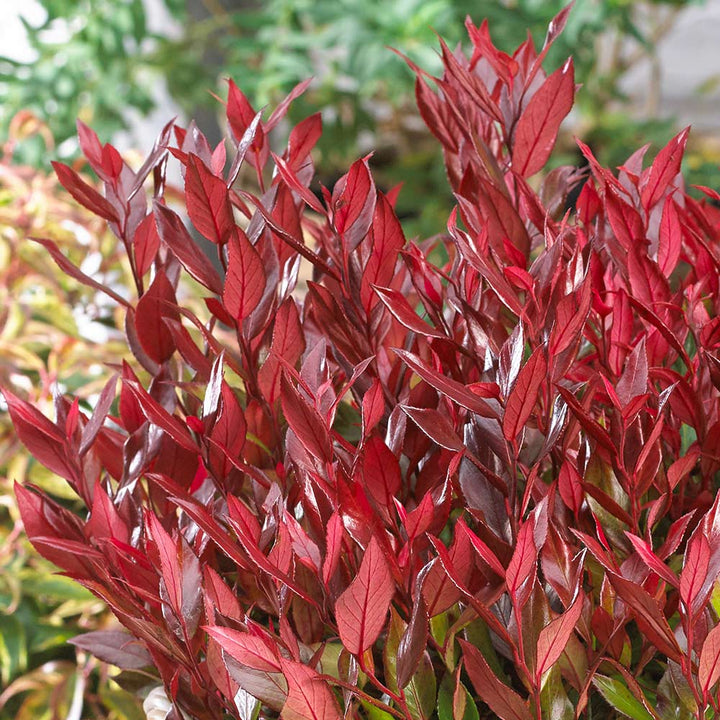 Leucothoe fontanesiana 'Little Flames'