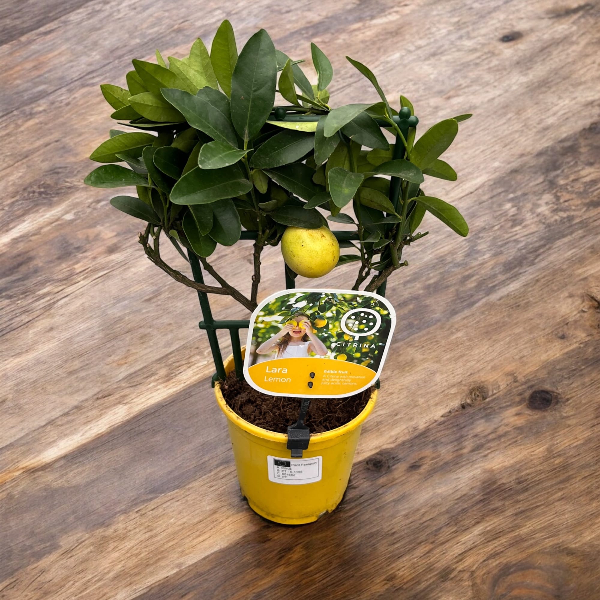 Limequat Lara (lime x kumquat)