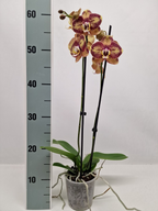 Phalaenopsis 'OX Bravo'