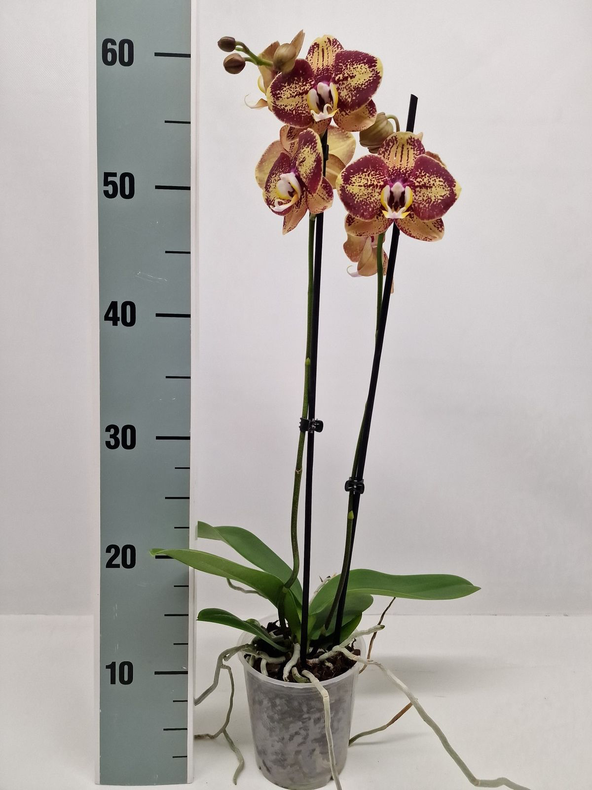 Phalaenopsis 'OX Bravo'
