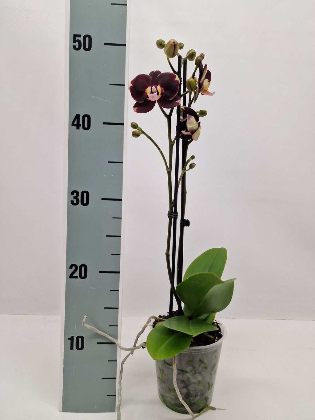 Phalaenopsis Limited #35