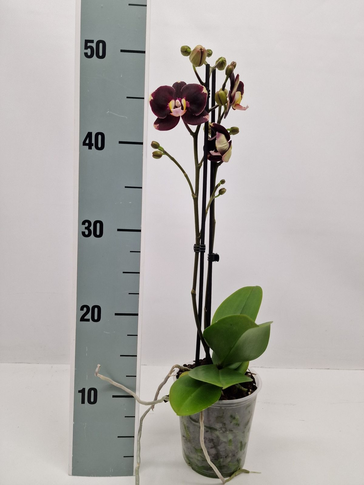 Phalaenopsis Limited #35