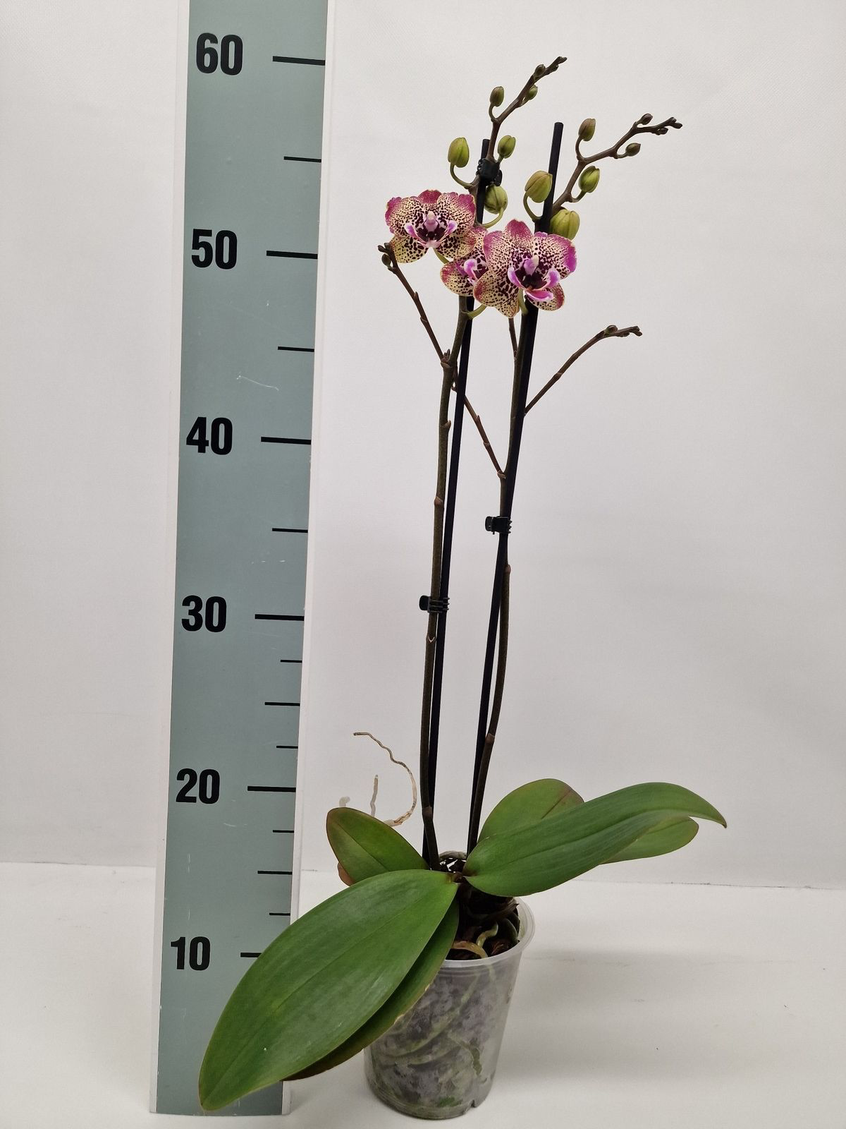 Phalaenopsis 'Limited #23' big lip