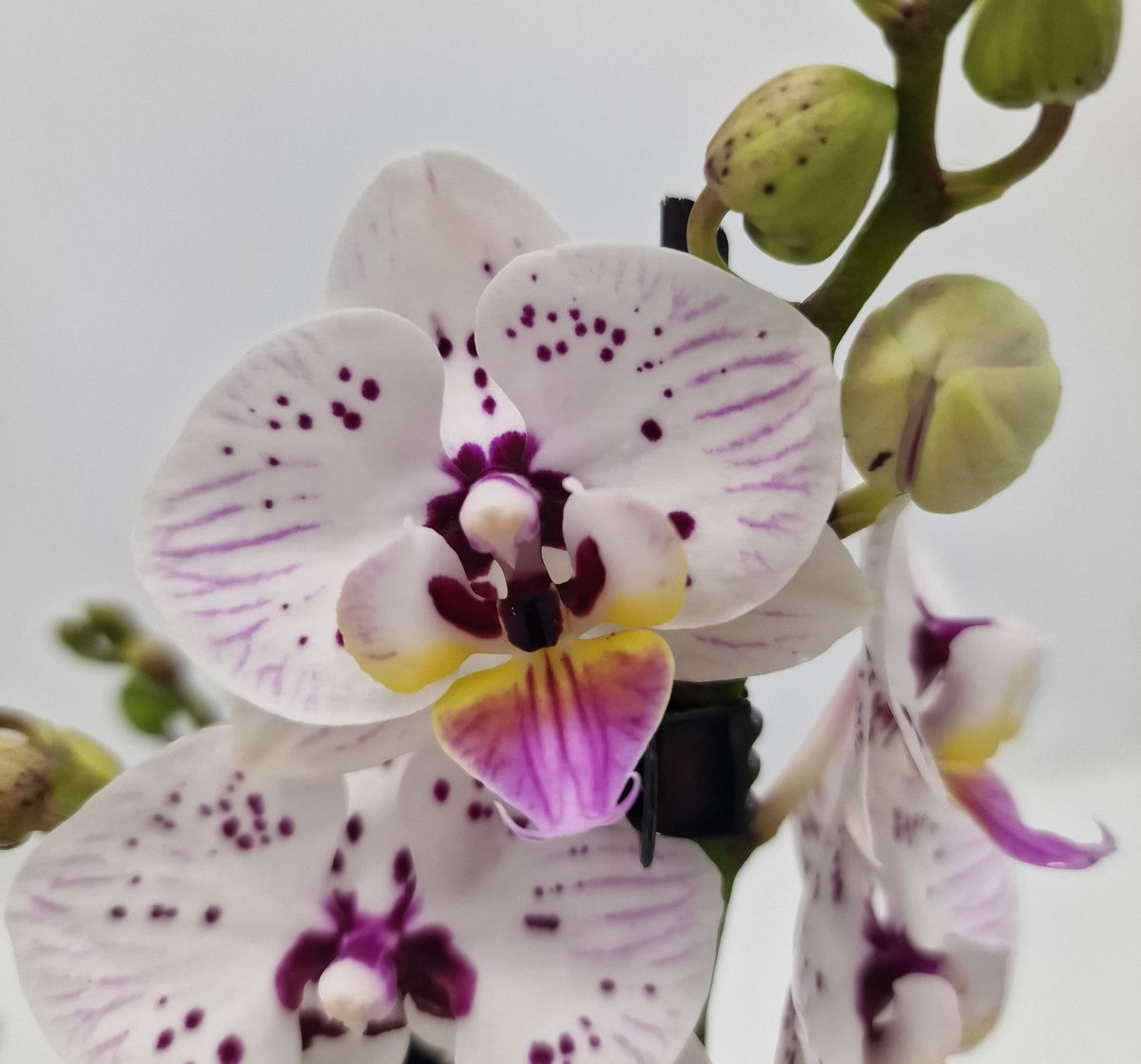 Phalaenopsis 'Limited 30'