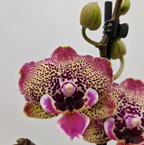 Phalaenopsis 'Limited #23' grande lèvre
