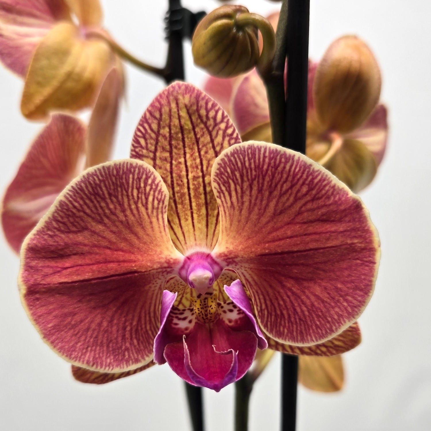 Phalaenopsis 'Limited #126’