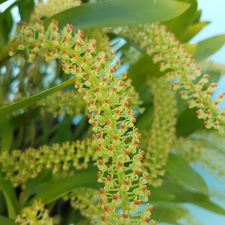 Liparis viridiflora