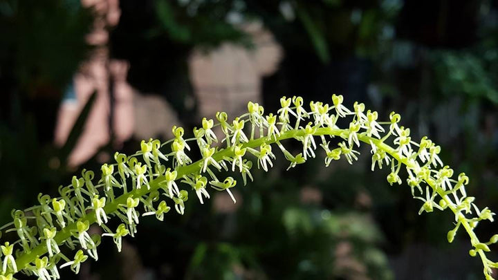 Liparis viridiflora