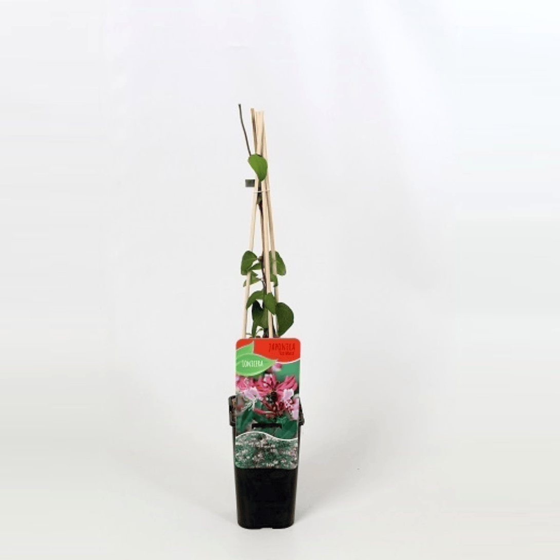 Lonicera japonica 'Red World' 
