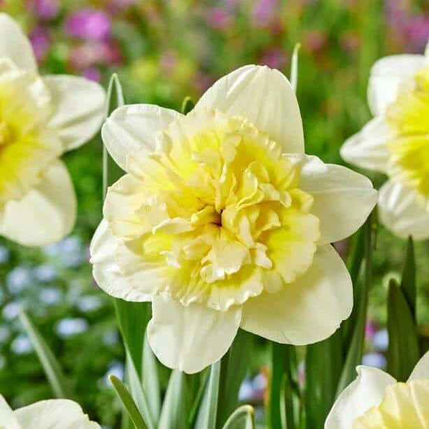 Narcise cu flori crem, duble, parfumate - Narcissus 'Ice King'