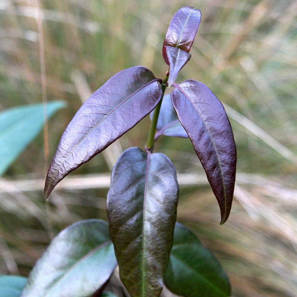 Lonicera henryi 'Copper Beauty'