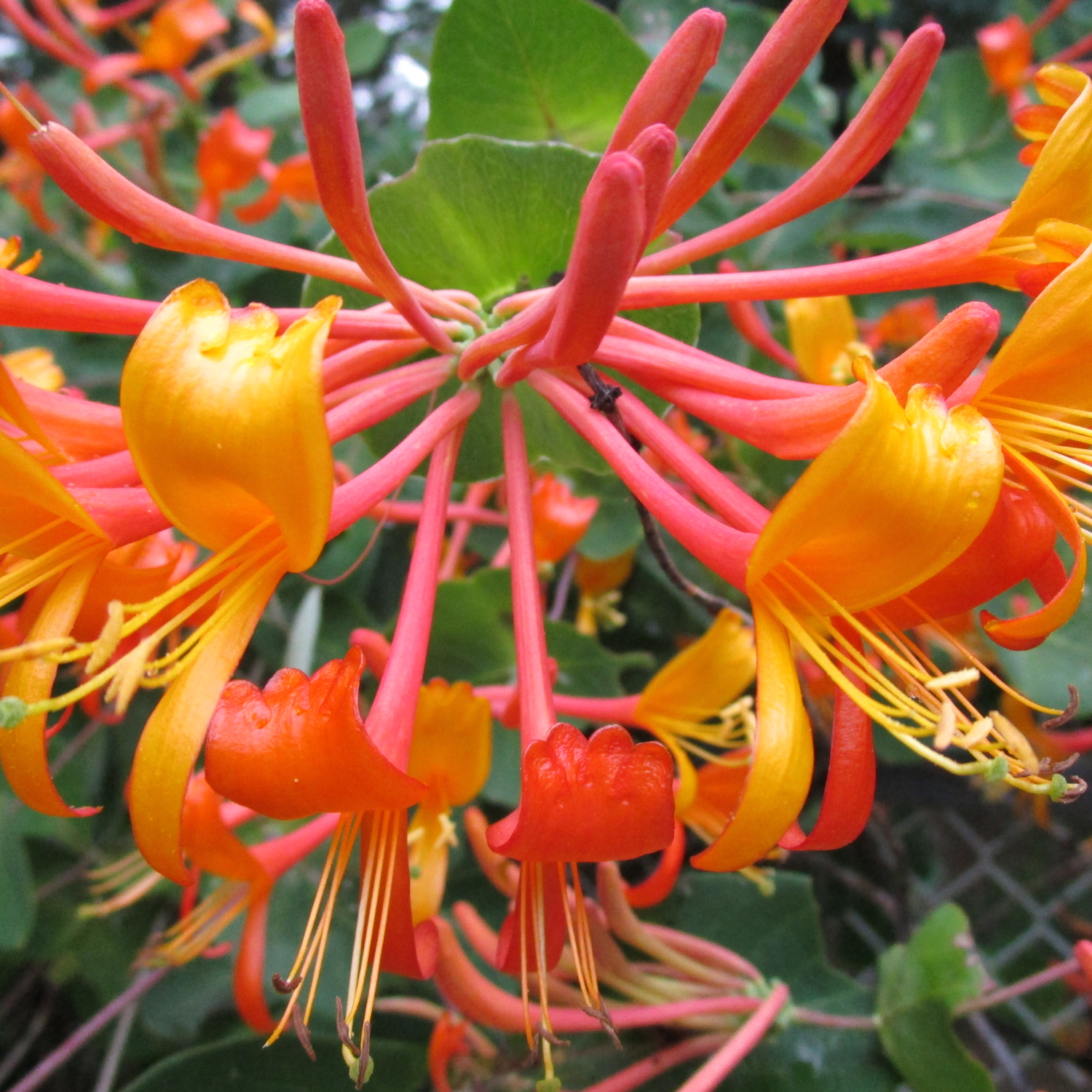 Lonicera 'Mandarin' (Caprifoi)
