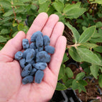 Lonicera caerulea 'Altaj'