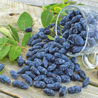 Lonicera kamtschatica 'Honey Bee'