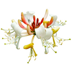 Lonicera caprifolium - Caprifoi