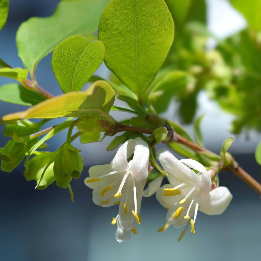 Lonicera fragrantissima (Caprifoi de iarna) - inflorire de iarna, parf ...