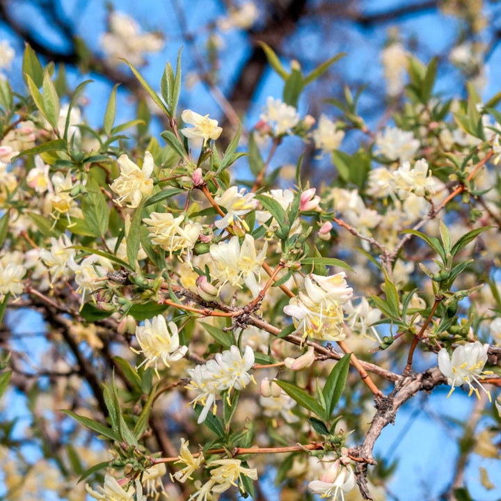 Lonicera fragrantissima (Caprifoi de iarna)