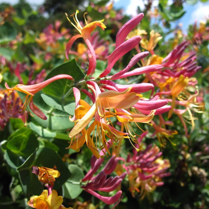 Lonicera heckrottii 'Gold Flame'