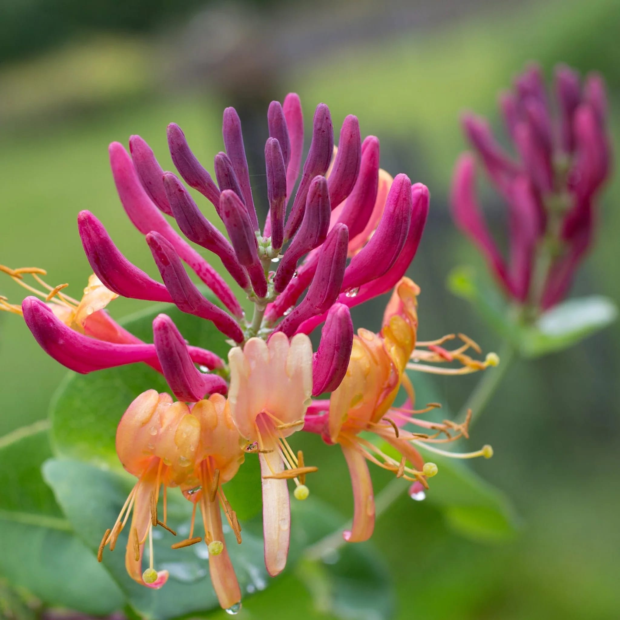 Lonicera x heckrottii 'American Beauty' - Mana Maicii Domnului, Caprif ...