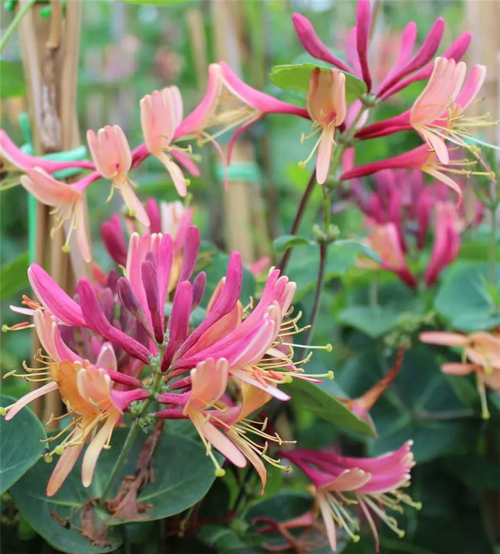 Lonicera heckrottii 'Gold Flame'