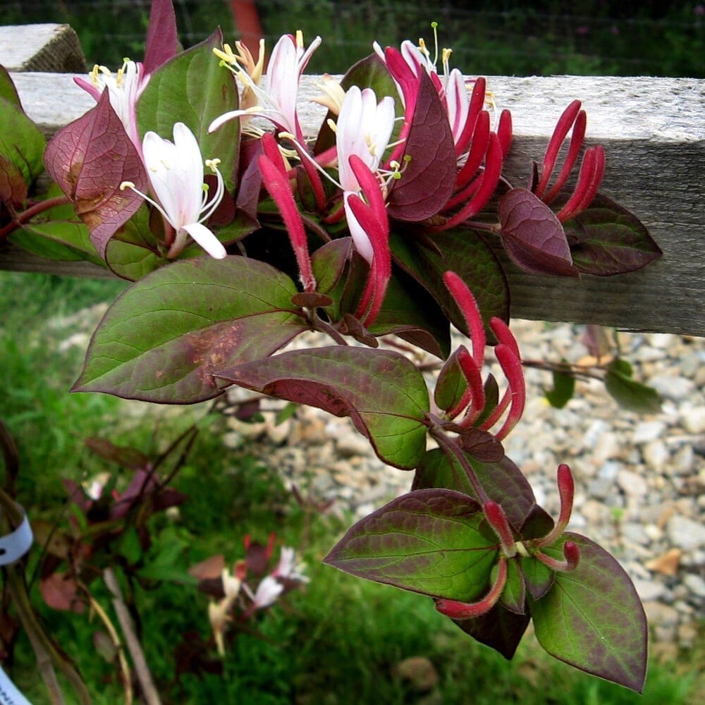 Lonicera japonica 'Purpurea' - Caprifoi cu flori si frunze purpurii