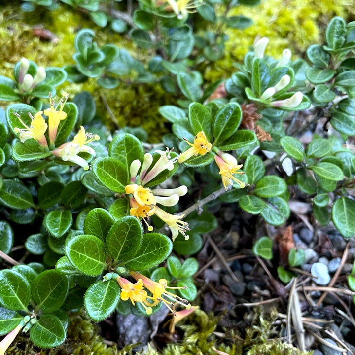 Lonicera crassifolia 'Little Honey' (Evergreen)