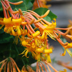 Lonicera 'Mandarin' (Caprifoi)