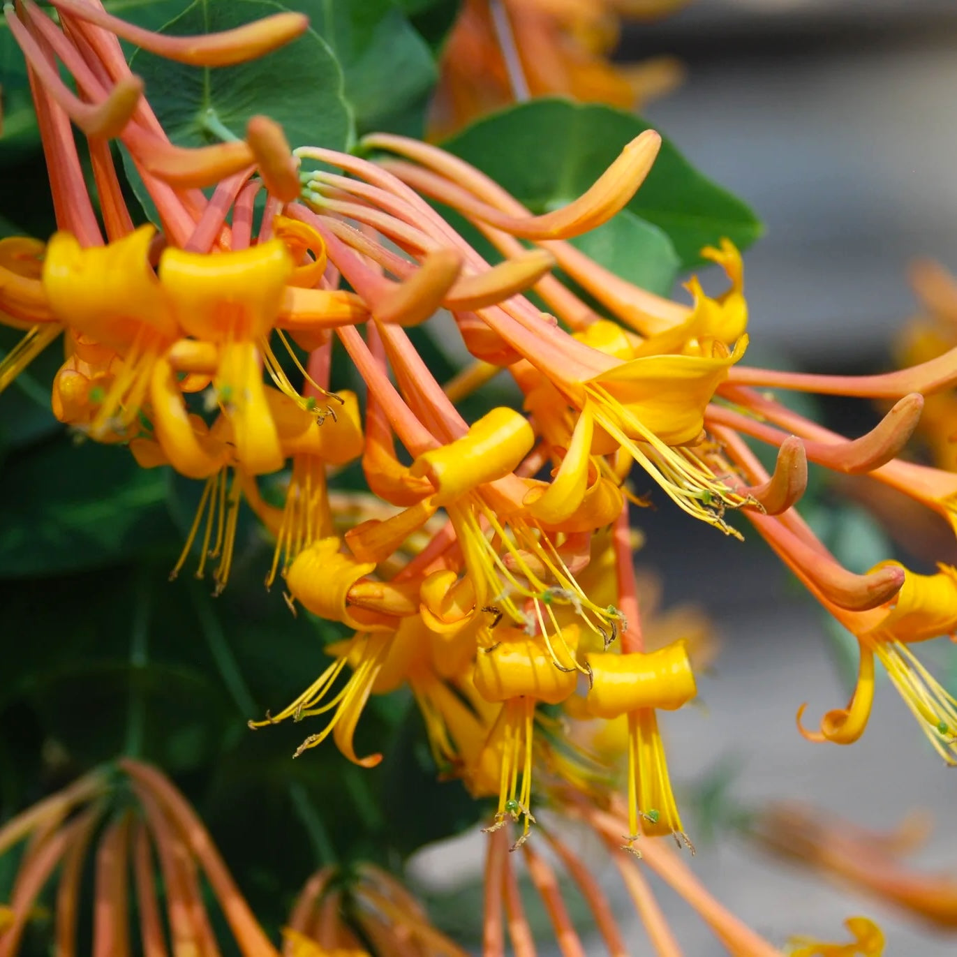 Lonicera 'Mandarin' (Caprifoi)