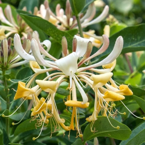 lonicera caprifolium inga Lonicera caprifolium