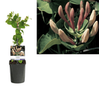 Lonicera caprifolium - Caprifoi