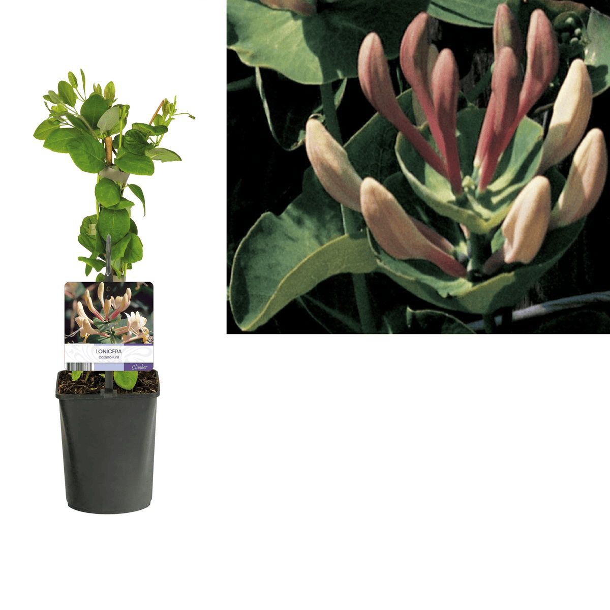 Lonicera caprifolium - Caprifoi