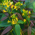Lonicera henryi 'Copper Beauty'