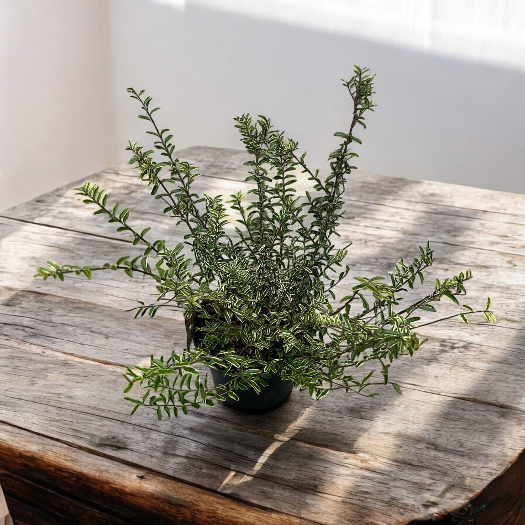 Lonicera nitida 'Lemon Beauty'